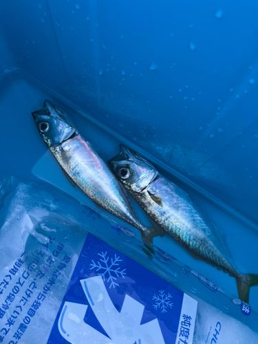 マサバの釣果