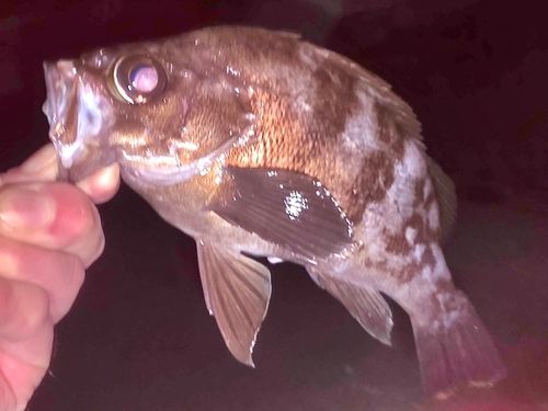 メバルの釣果