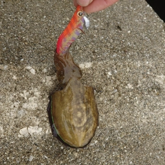 コウイカの釣果