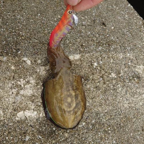 コウイカの釣果