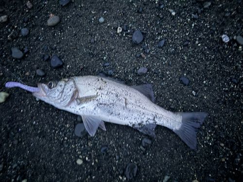 フッコ（ヒラスズキ）の釣果