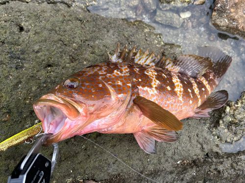 アコウの釣果
