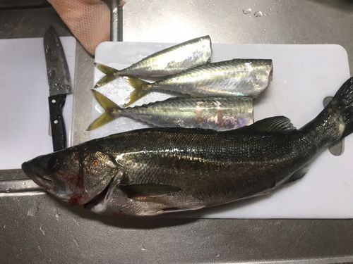 スズキの釣果