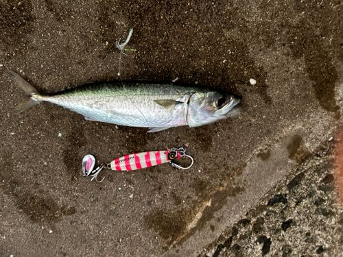 サバの釣果