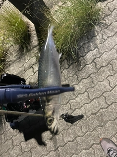 サバの釣果