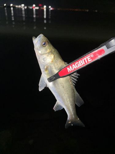 セイゴ（マルスズキ）の釣果