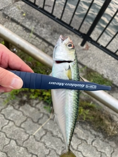 サバの釣果