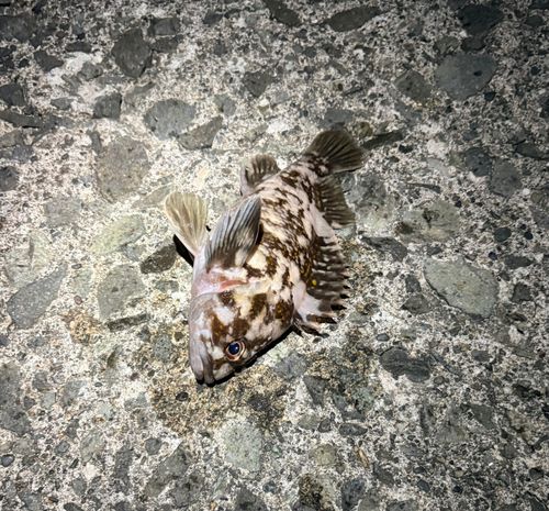 ムラソイの釣果