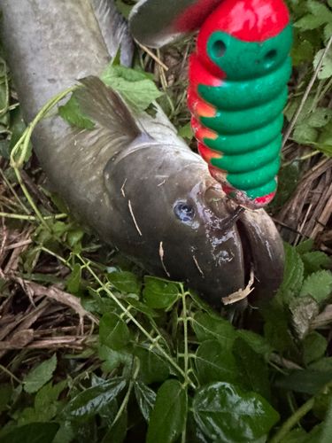 ナマズの釣果