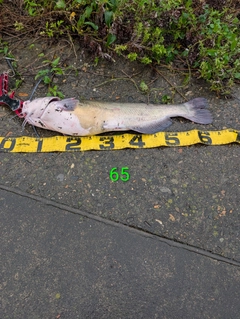 アメリカナマズの釣果