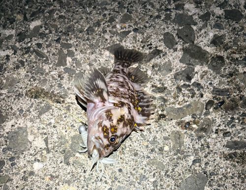 ムラソイの釣果