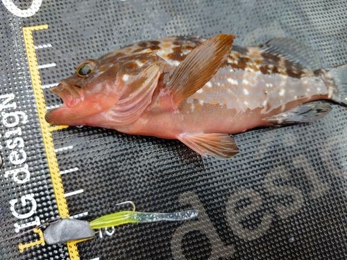 アコウの釣果