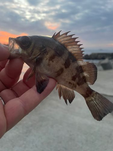 メバルの釣果