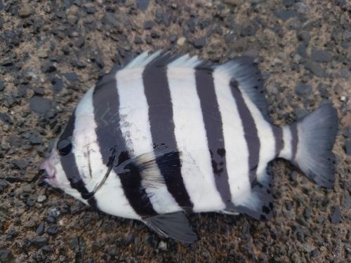 サンバソウの釣果