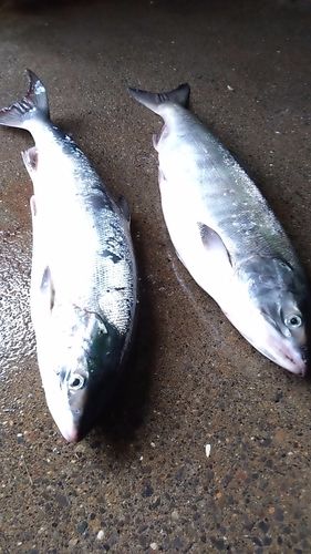 釣果