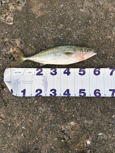 フクラギの釣果