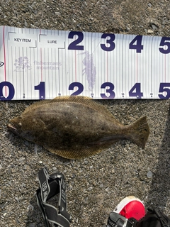 ヒラメの釣果