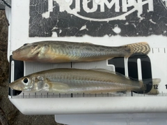 シロギスの釣果