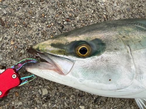 メジロの釣果