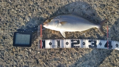 カンパチの釣果