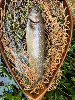 イワナの釣果