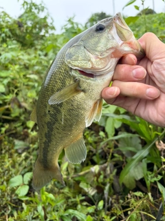 ラージマウスバスの釣果