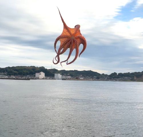 マダコの釣果