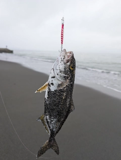 ショゴの釣果