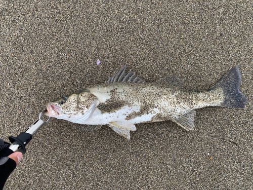 スズキの釣果