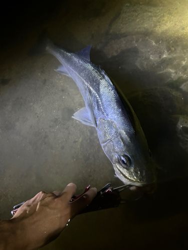 スズキの釣果