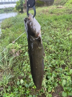 ナマズの釣果
