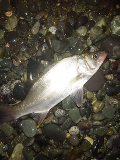 フッコ（ヒラスズキ）の釣果