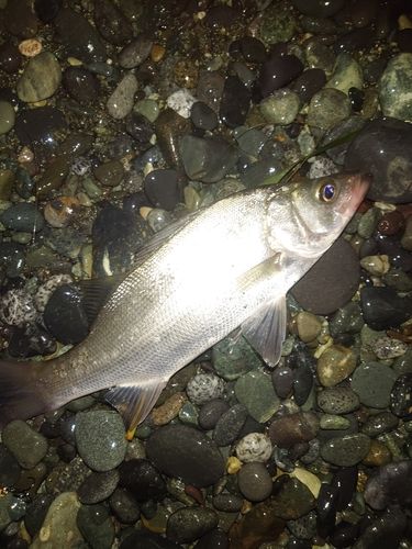 フッコ（ヒラスズキ）の釣果