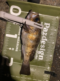 メバルの釣果