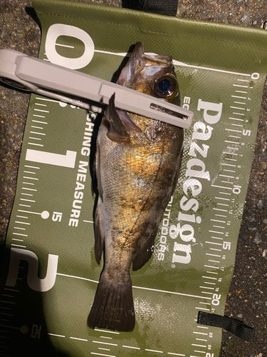 メバルの釣果