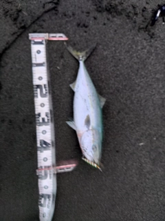 イナダの釣果