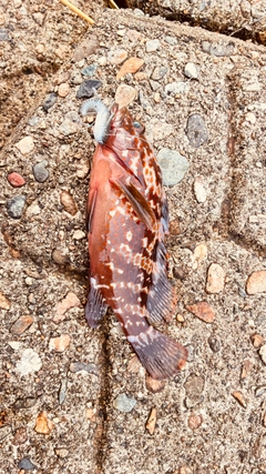 キジハタの釣果
