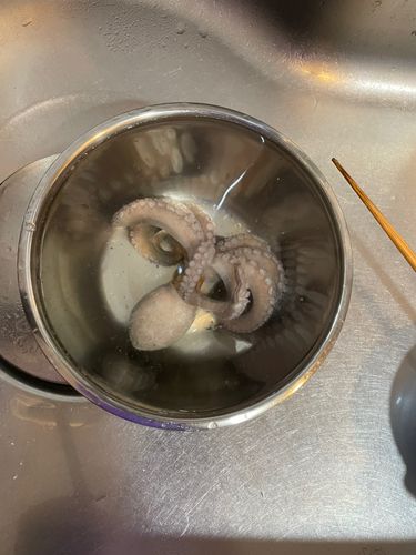 タコの釣果