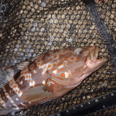 キジハタの釣果
