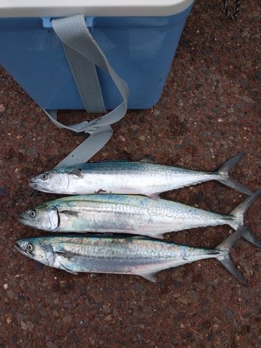 サゴシの釣果