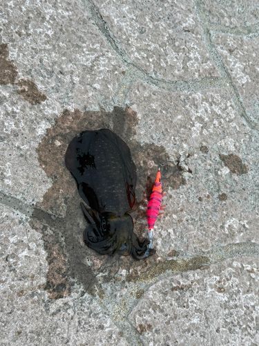 コウイカの釣果