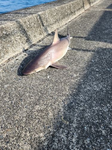 サメの釣果