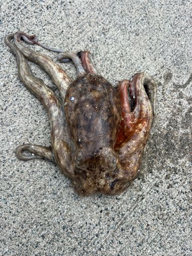 タコの釣果