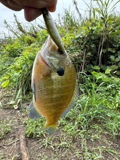 ブルーギルの釣果