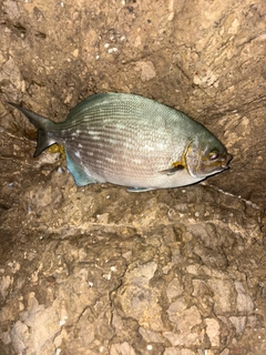 イスズミの釣果
