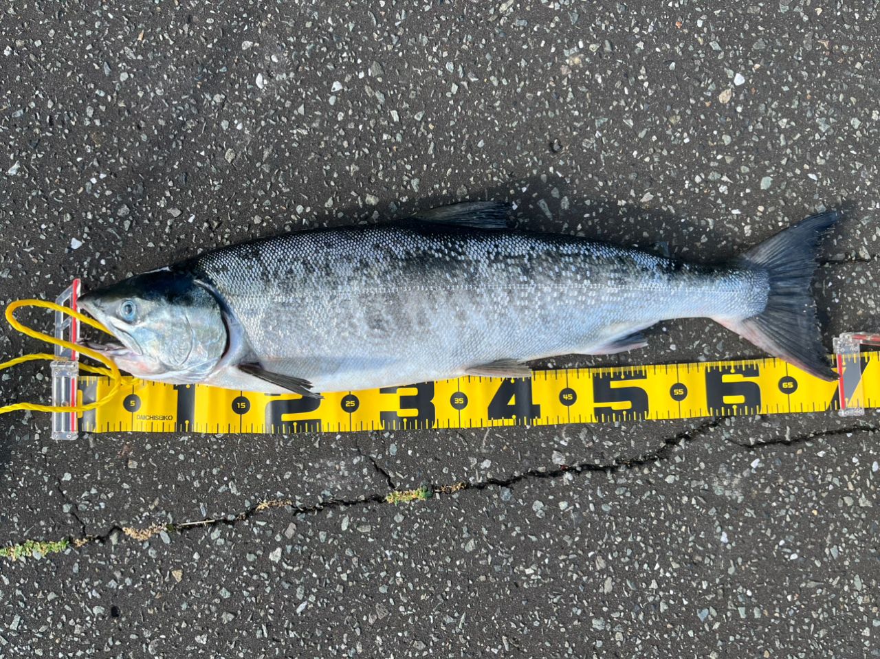 DAIWA 17ショアスパルタン スタンダード 100MHの最安値・インプレ