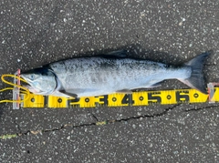 アキアジの釣果