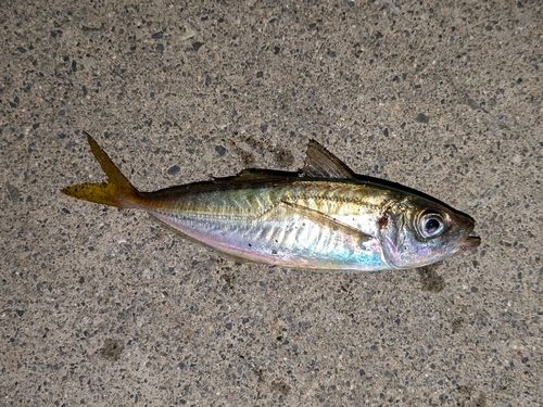 マアジの釣果