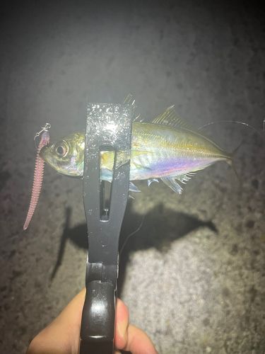 マアジの釣果