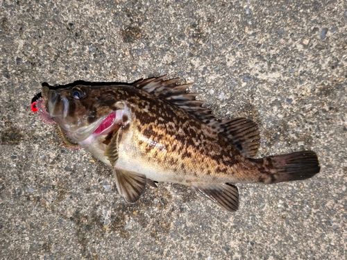 クロソイの釣果